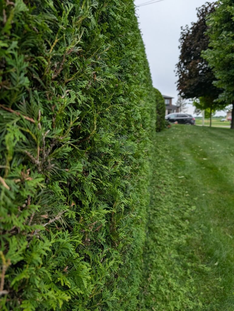 Haie de cèdres taillée bien droite bordant une allée gazonnée jusqu'à la résidence