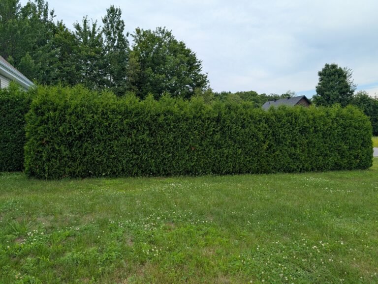 Abattage d&rsquo;arbre à Nicolet : quand et comment faire appel à un expert ?